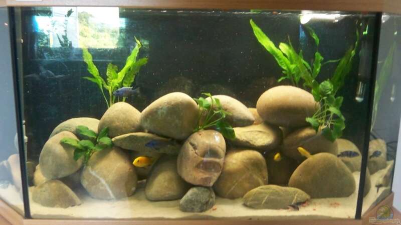 Mein Malawi Aquarium