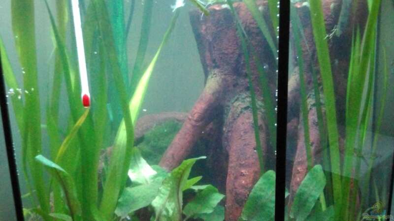Aquarium Hauptansicht von Das 6 Eck