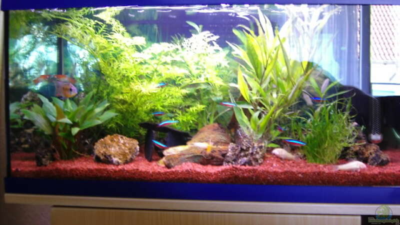 Aquarium Hauptansicht von Becken 1558
