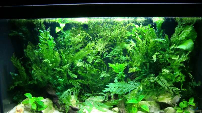 Aquarium Hauptansicht von Becken mit Aphyosemion australe
