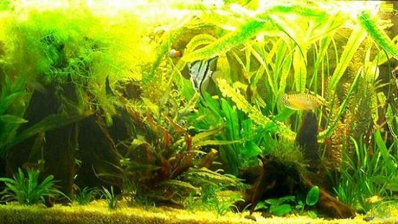 Aquarium Hauptansicht von Becken 1588