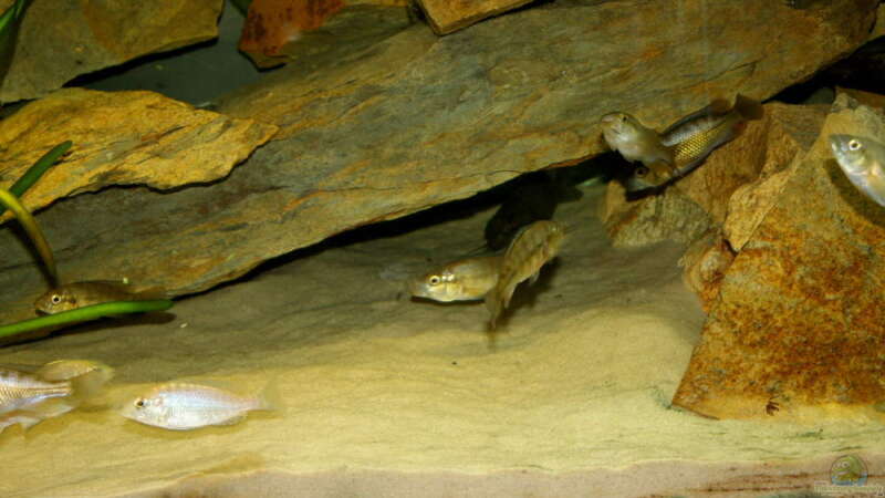 Harpagochromis sp. "orange rock hunter" im Aquarium (Einrichtungsbeispiele für Harpagochromis sp. "orange rock hunter")