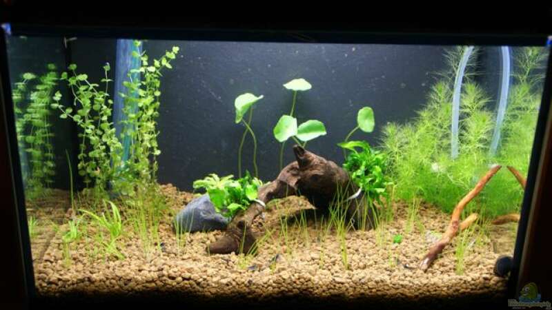 Aquarium Hauptansicht von Becken 16364