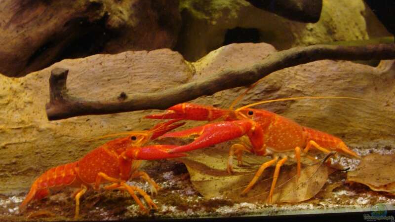 Aquarium Hauptansicht von Procambarus Clarkii (nur noch als Beispiel)