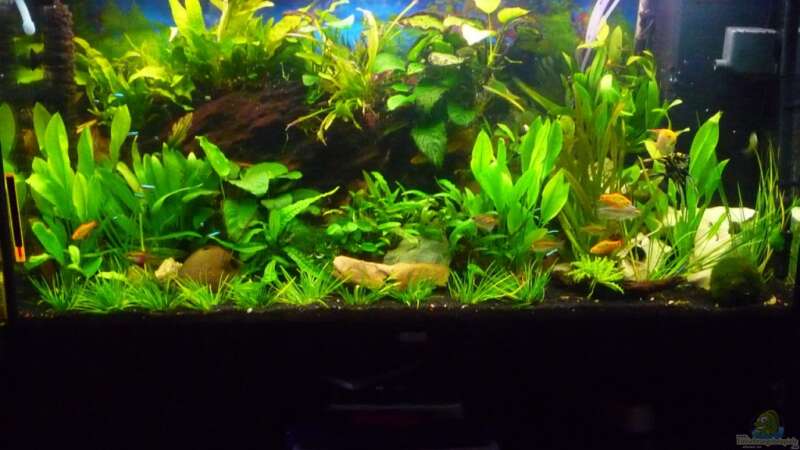 Aquarium Hauptansicht von Rio 300