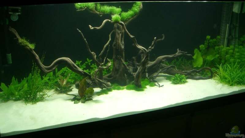 Aquarium Hauptansicht von Parafreie 540L