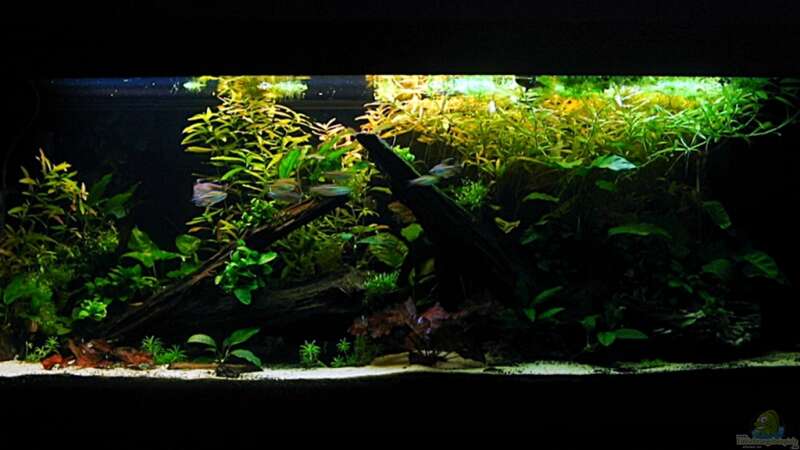 Aquarium Hauptansicht von My little African Dream Nur noch als Beispiel