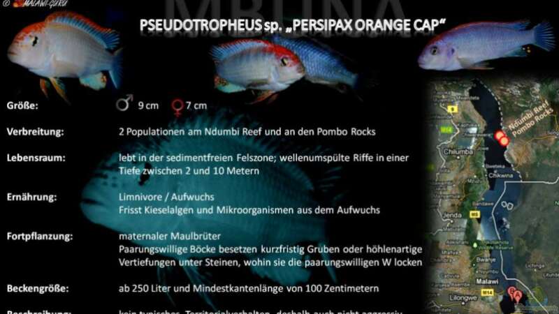 Artentafel - Pseudotropheus sp. "persipax orange cap"