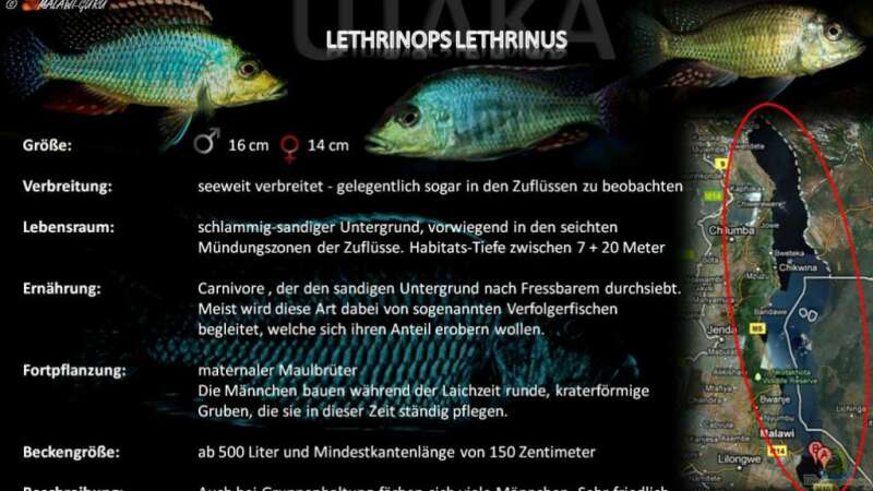 Artentafel - Lethrinops lethrinus