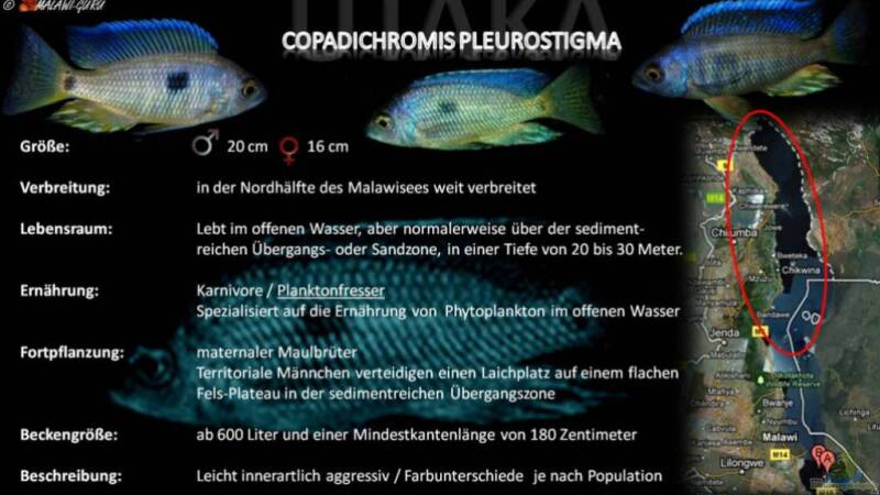 Artentafel - Copadichromis pleurostigma