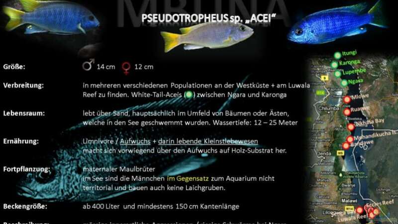 Artentafel - Pseudotropheus sp. "acei"