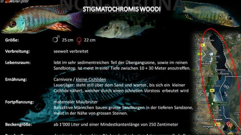 Artentafel - Stigmatochromis woodi