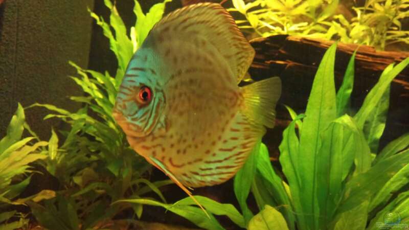 Aquarium Hauptansicht von Diskus Becken