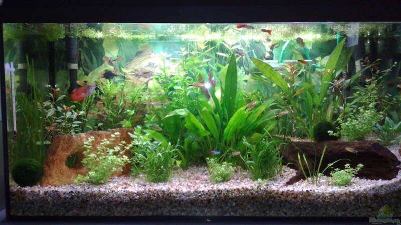 Aquarium Hauptansicht von Gesellschaftsbecken mit Terasse