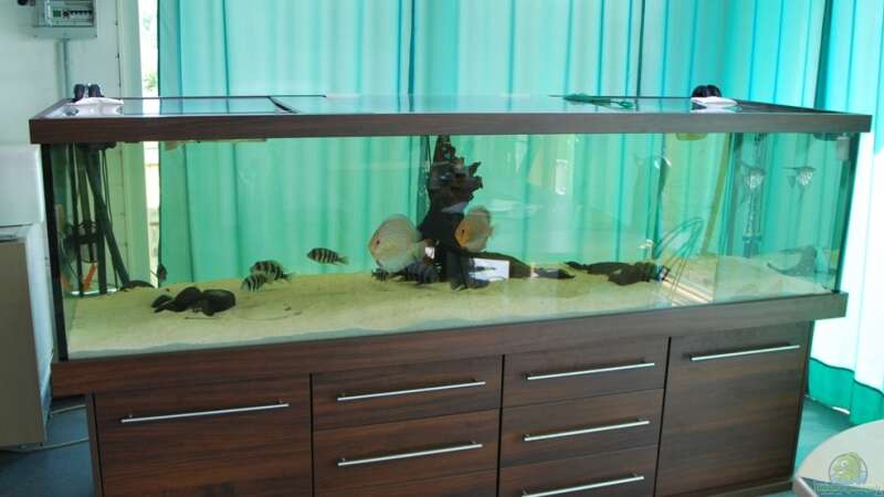 Aquarium Hauptansicht von Rochen/ Arowana Becken