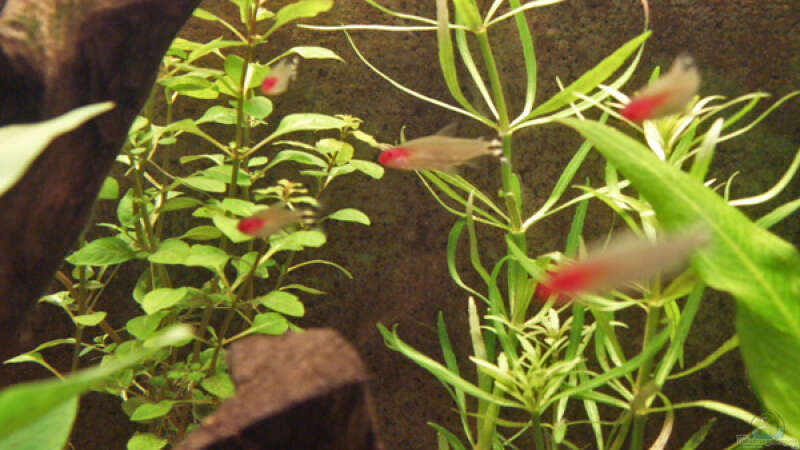 Aquarien mit Ludwigia palustris (Goldbraune Ludwigie)