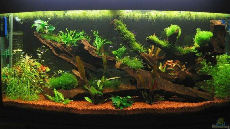 Aquarium Hauptansicht von Becken 1756