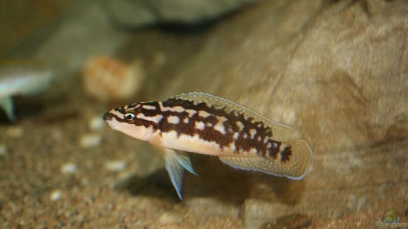 Aquarien mit Julidochromis transcriptus (Schwarzweißer Schlankcichlide)