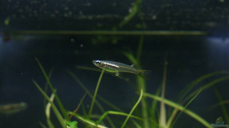 Reisfische im Aquarium halten (Einrichtungsbeispiele für Asiatische Leuchtaugenfische)