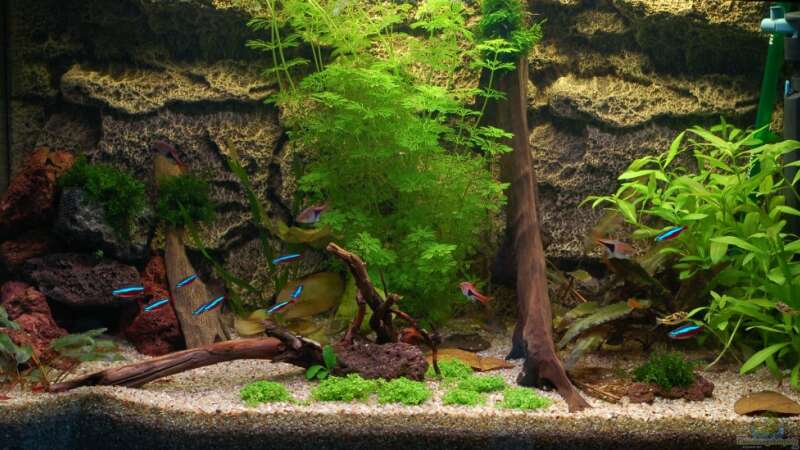 My Aquaspace 2.0
