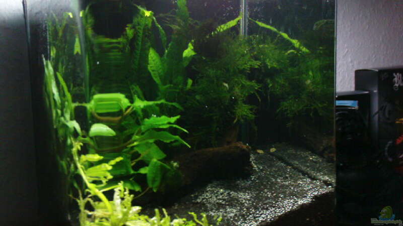 Aquarium Hauptansicht von Nano Cube 10l