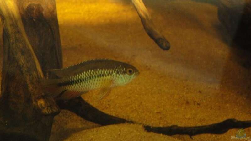 Aquarien mit Nannacara anomala (Glänzender Zwergbuntbarsch)