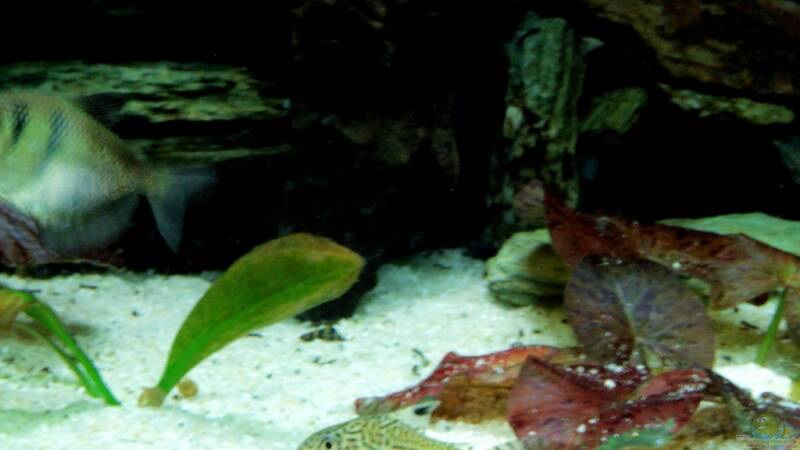 Aquarien für Corydoras trilineatus (Dreilinien-Panzerwels)