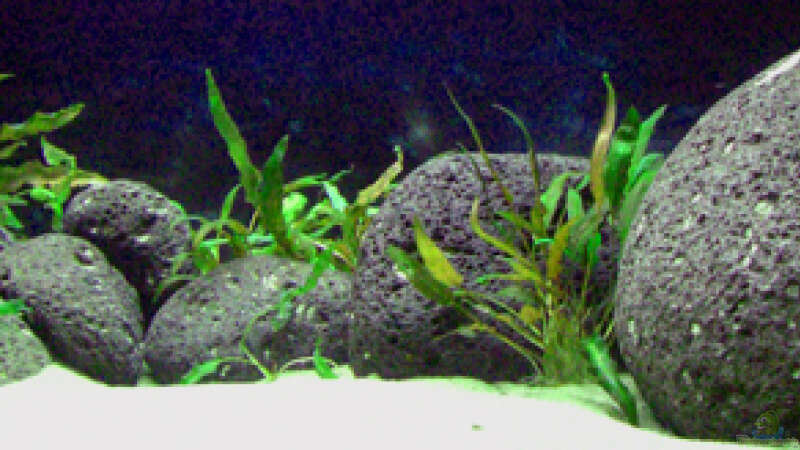 Demasoni Tank