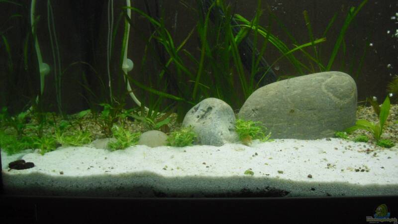 Malva moschata im Aquarium pflanzen (Einrichtungsbeispiele mit Sternkraut)