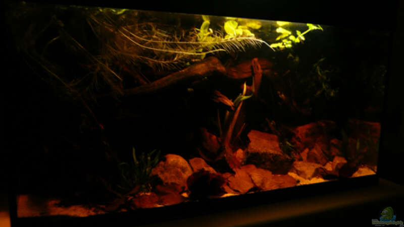 Aquarium Hauptansicht von Dicrossus