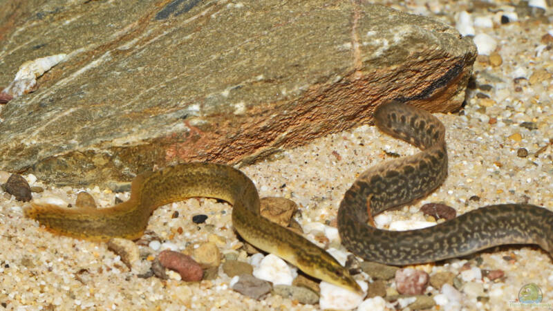 Mastacembelus shiranus