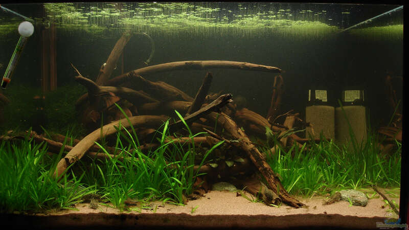 Aquarium Hauptansicht von Becken 1963