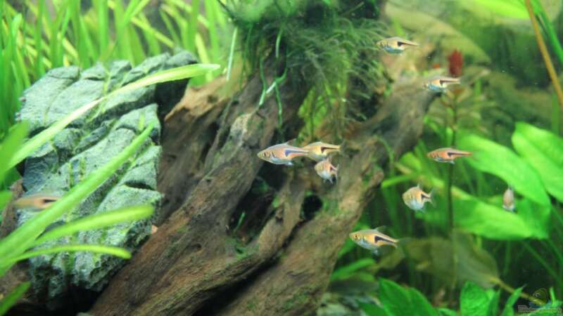 Aquarien mit Keilfleckenbärblingen (Trigonostigma heteromorpha)