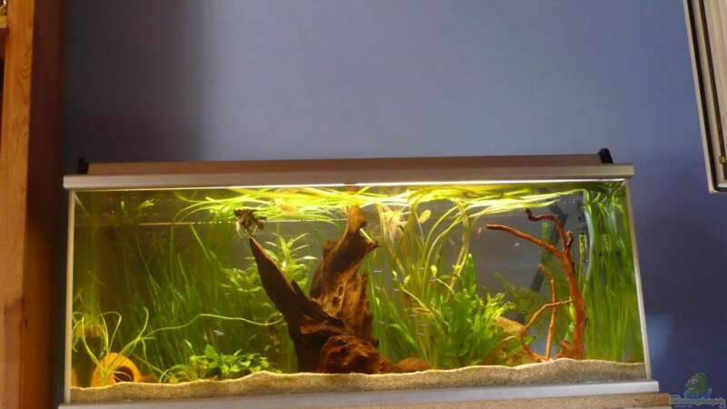 260l Gemeindschaftsaquarium