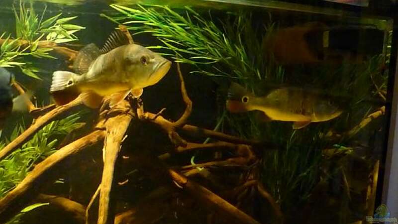 Aquarien mit Cichla monoculus
