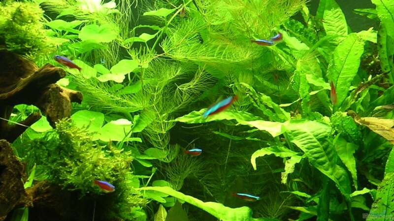 Ceratophyllum submersum im Aquarium (Einrichtungsbeispiele mit Zartes Hornblatt)