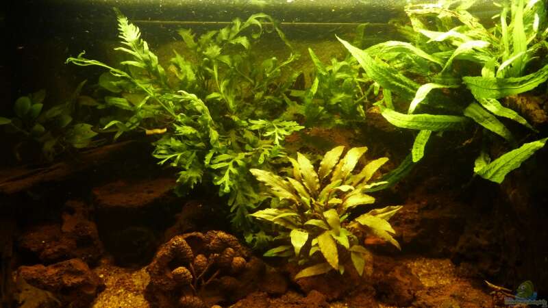 Aquarium Hauptansicht von Small creek