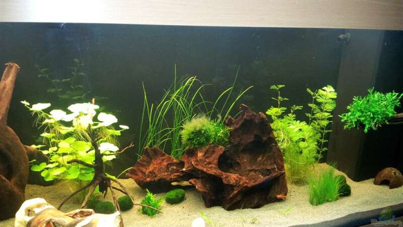 Aquarium Hauptansicht von Becken 21962