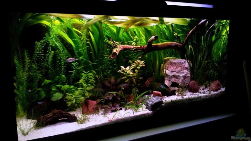 Aquarium Hauptansicht von Usedom Becken(altes Beispiel)