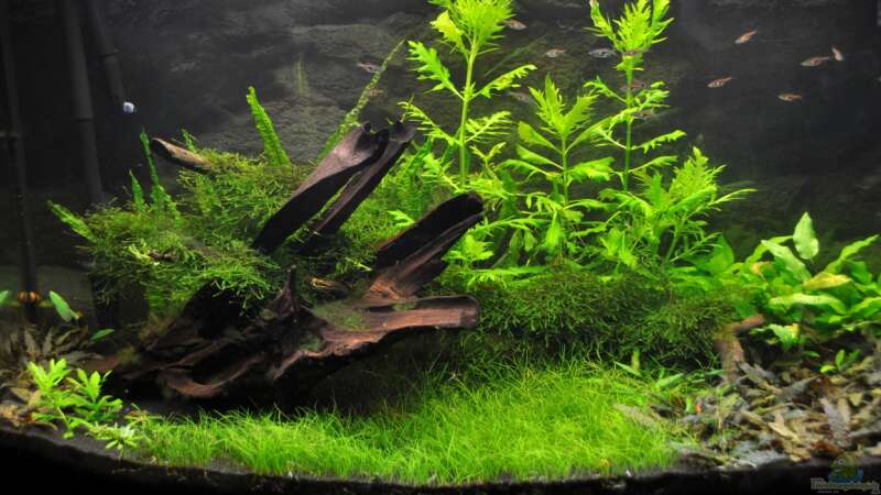 Aquarium Hauptansicht von green revolution