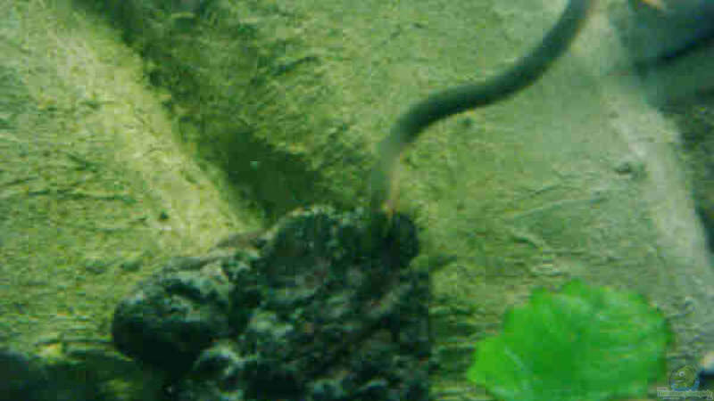 Aquarien mit Erpetoichthys calabaricus (Flösselaal)