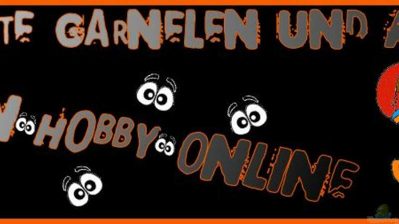 Die Topliste zu garnelenhobby.de