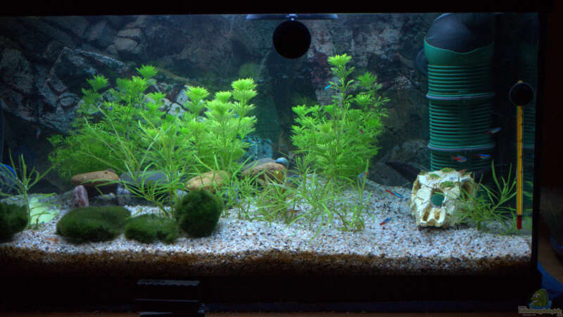 Aquarium Hauptansicht von Grüne Oase (deakt)
