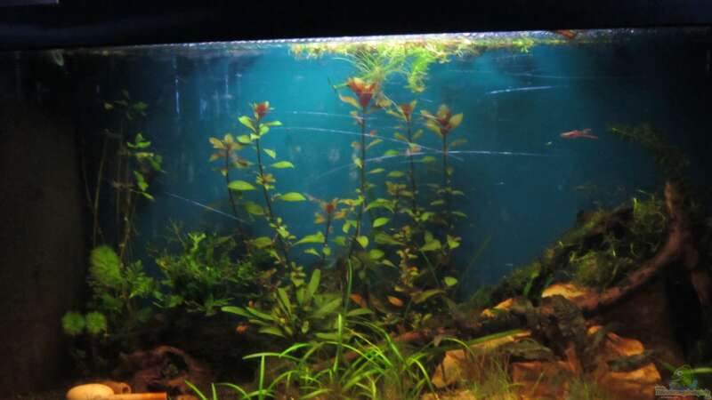 Aquarium Hauptansicht von Becken 23505