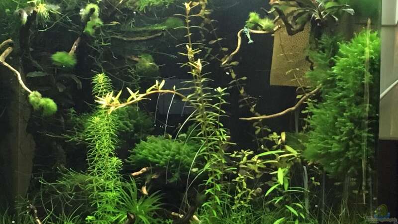 Aquarium Hauptansicht von Cube 60