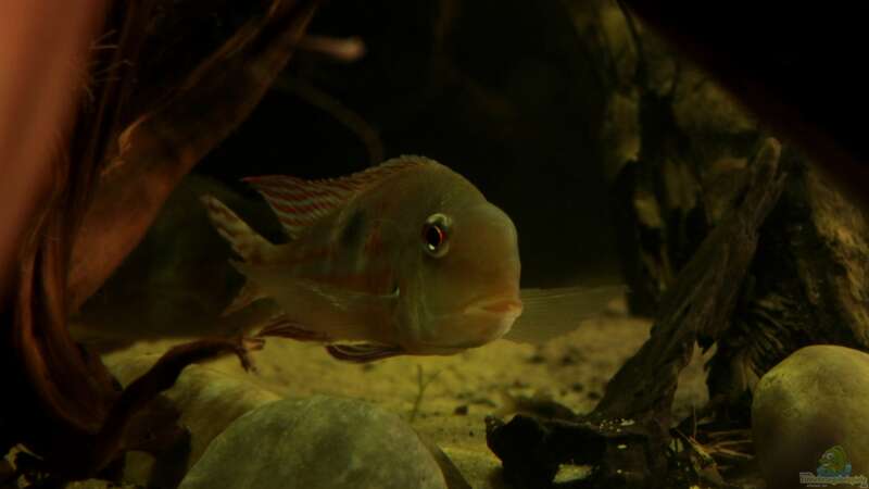 Aquarium Hauptansicht von Cichlid Pearls vekauft
