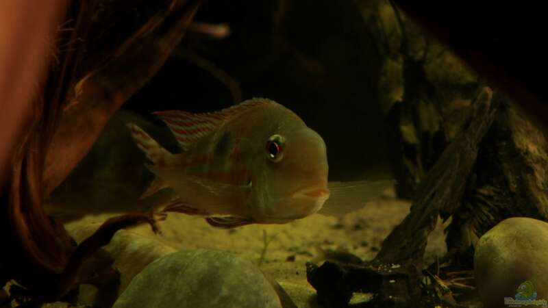 Aquarium Hauptansicht von Cichlid Pearls vekauft