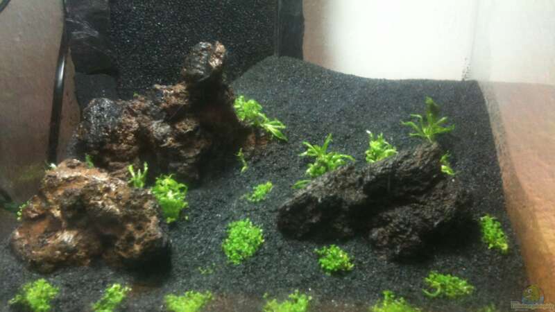 Pogostemon helferi im Aquarium (Einrichtungsbeispiele mit Gewelltblättriges Laichkraut)