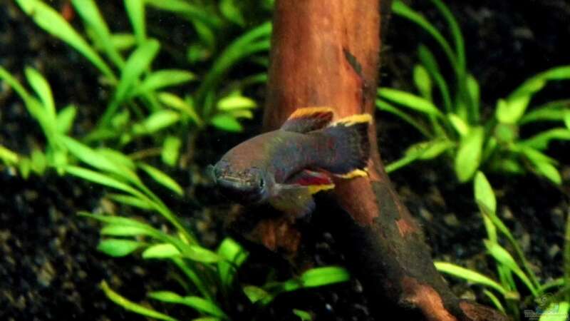 Fundulopanchax gardneri (Stahlblauer Prachtkärpfling)