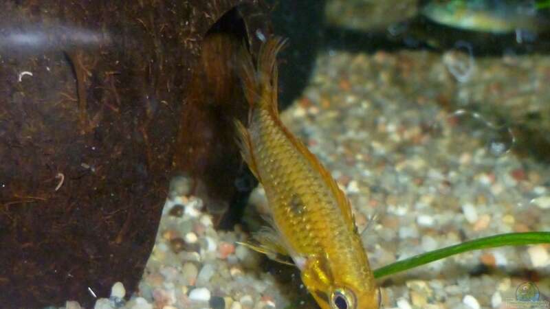 Einrichtungsbeispiele für die Haltung von Apistogramma agassizii (Agassiz-Zwergbuntbarsch) im Aquarium